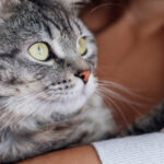 como ayudar a tu gato a superar traumas relacionados con mascotas