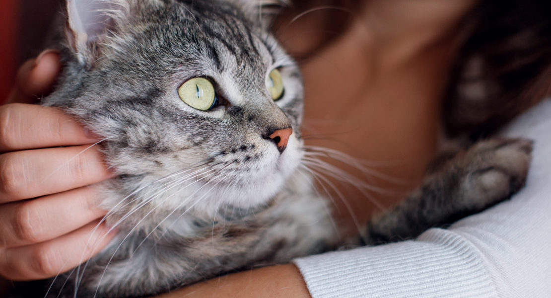 como ayudar a tu gato a superar traumas relacionados con mascotas