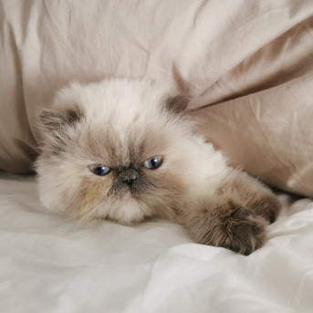 Cómo calmar a tu gato durante eventos sociales en casa