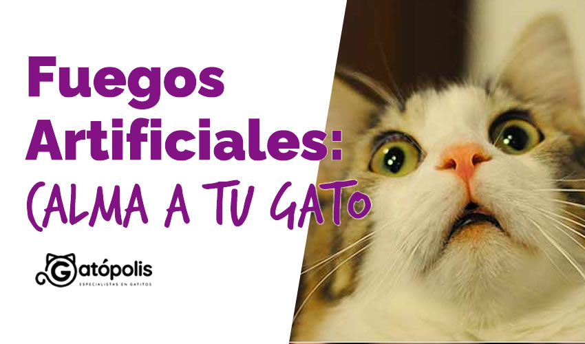Gato 3 como calmar a tu gato durante fuegos artificiales o tormentas