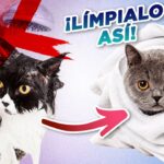 como calmar a tu gato en dias de limpieza profunda en casa 1