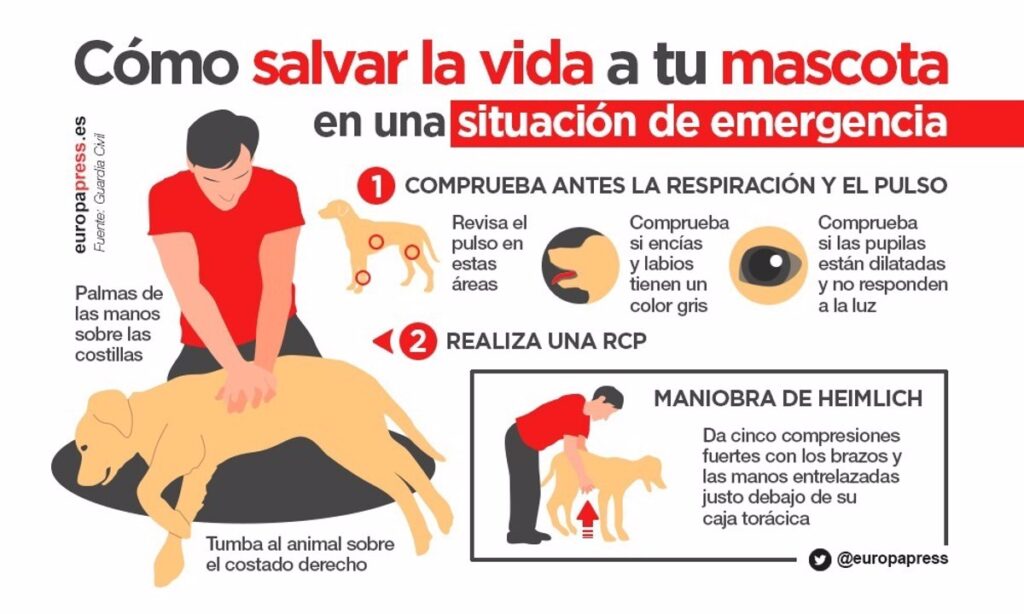 Cómo calmar a tu gato en situaciones de emergencia 12 como calmar a tu gato en situaciones de emergencia 1