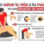 como calmar a tu gato en situaciones de emergencia 1