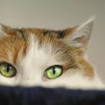 como calmar a tu gato si hay ruido de maquinaria cerca del hogar 1