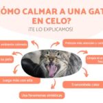 como calmar a tu gato si hay una mascota enferma en el hogar 1