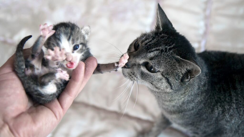 Cómo calmar a tu gato si se siente intimidado por nuevos miembros en la familia 17 como calmar a tu gato si se siente intimidado por nuevos miembros en la familia 1