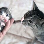 como calmar a tu gato si se siente intimidado por nuevos miembros en la familia 1