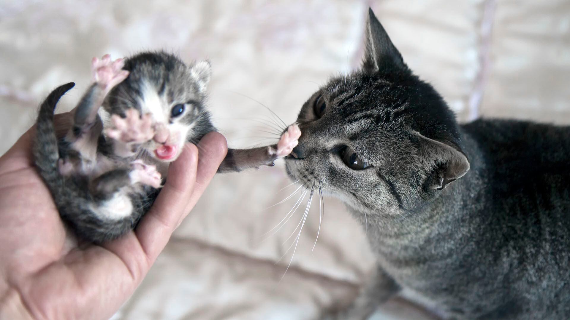 Gato 7 como calmar a tu gato si se siente intimidado por nuevos miembros en la familia 1