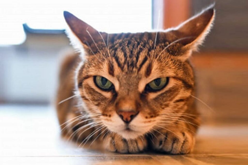 Cómo Controlar el Comportamiento Territorial en Gatos Machos 26 como controlar el comportamiento territorial en gatos machos