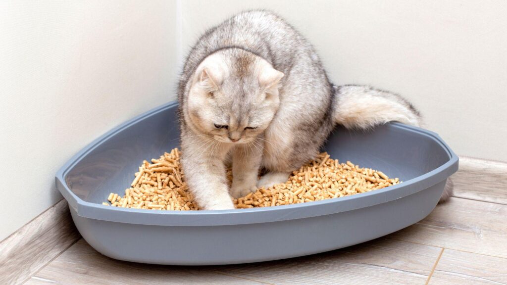 como crear un ambiente tranquilo durante las comidas de tu gato