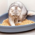 Cómo Crear un Ambiente Tranquilo Durante las Comidas de Tu Gato 5 como crear un ambiente tranquilo durante las comidas de tu gato