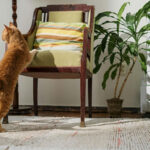 como crear un entorno libre de estres para tu gato
