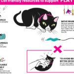 Cómo Crear una Rutina que Reduzca el Estrés de Tu Gato 5 como crear una rutina que reduzca el estres de tu gato