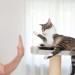 Cómo Desarrollar la Independencia de Tu Gato a Través del Adiestramiento 2 como desarrollar la independencia de tu gato a traves del adiestramiento