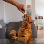 como el entrenamiento positivo ayuda a gatos que sufrieron maltrato