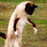 como el entrenamiento positivo facilita el manejo de gatos salvajes