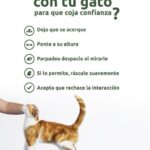 Cómo el Entrenamiento Positivo Fortalece el Vínculo con Tu Gato 5 como el entrenamiento positivo fortalece el vinculo con tu gato