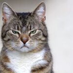 como el entrenamiento positivo reduce el estres en gatos
