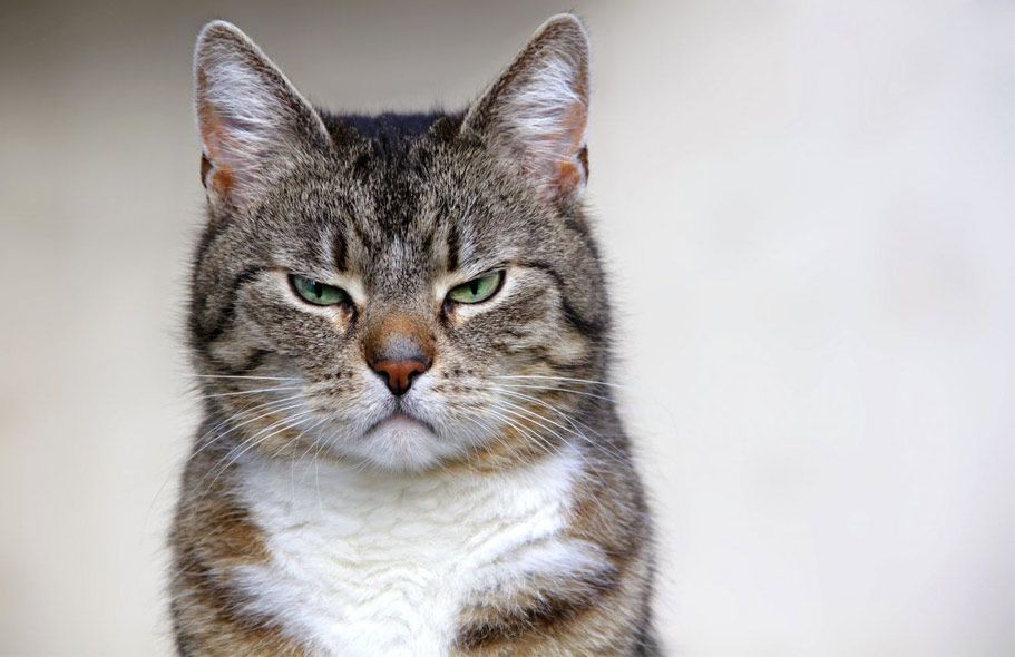 como el entrenamiento positivo reduce el estres en gatos