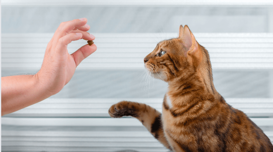 como el refuerzo positivo mejora el comportamiento general de tu gato