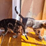 como ensenar a tu gato a aceptar a cuidadores temporales 1