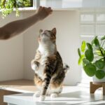 como ensenar a tu gato a aceptar cambios en su entorno de juego 1