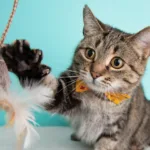 Cómo enseñar a tu gato a aceptar compartir juguetes con gatos de visita 2 como ensenar a tu gato a aceptar compartir juguetes con gatos de visita 1