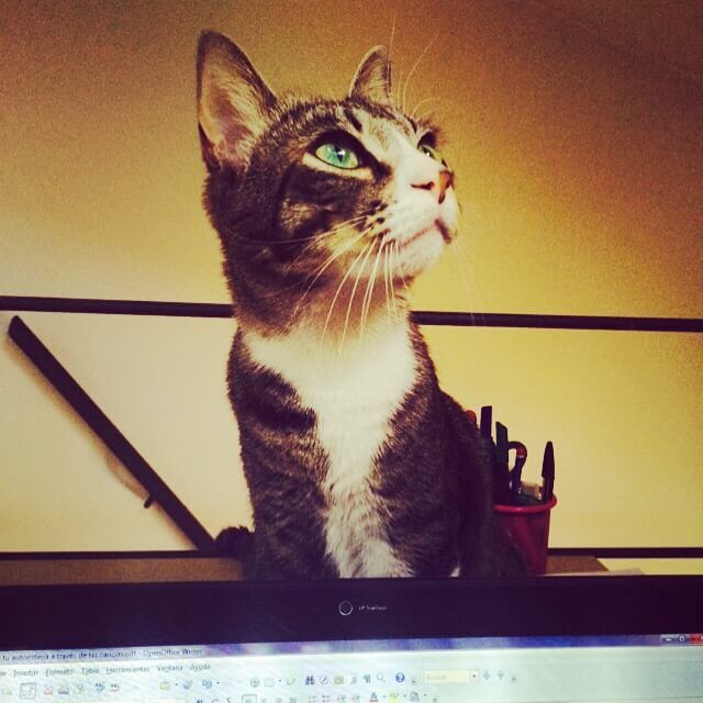 Gato 7 como ensenar a tu gato a aceptar el contacto fisico de invitados 1