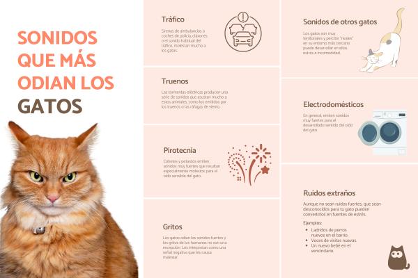 como ensenar a tu gato a aceptar ruidos fuertes como tormentas
