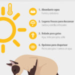 como ensenar a tu gato a adaptarse a cambios bruscos de clima 2