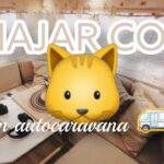 Cómo enseñar a tu gato a adaptarse a convivir en una caravana 2 como ensenar a tu gato a adaptarse a convivir en una caravana 1