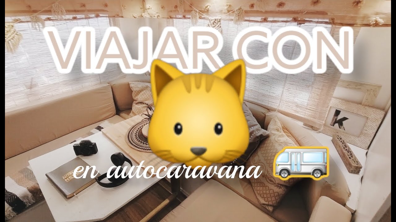 como ensenar a tu gato a adaptarse a convivir en una caravana 1