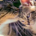Cómo enseñar a tu gato a compartir el espacio con otros gatos 1 como ensenar a tu gato a compartir el espacio con otros gatos 1