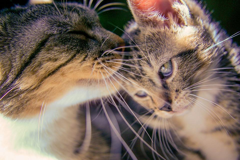 como ensenar a tu gato a compartir el espacio con otros gatos 1
