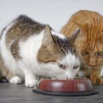 Cómo enseñar a tu gato a compartir la comida con otros felinos 1 como ensenar a tu gato a compartir la comida con otros felinos 1