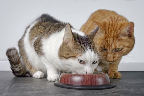 Gato 3 como ensenar a tu gato a compartir la comida con otros felinos 1