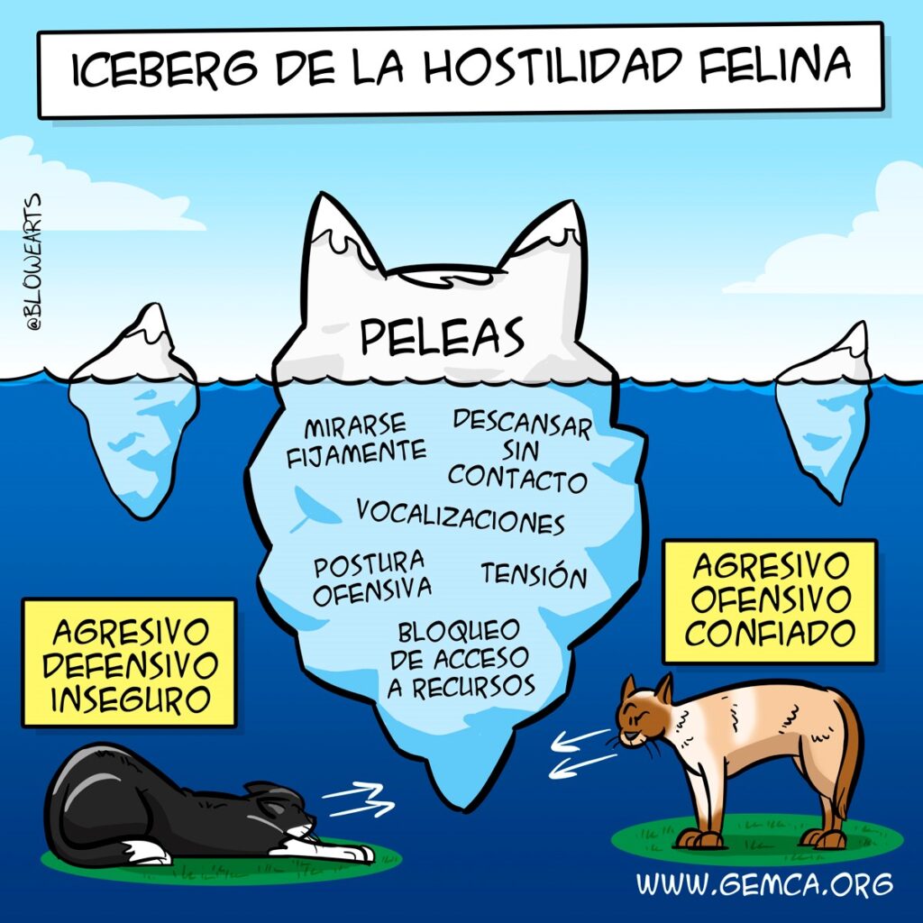 como ensenar a tu gato a compartir su espacio sin agresividad 1