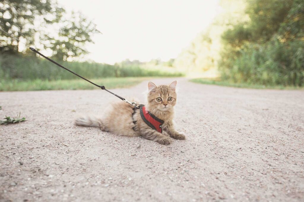 Cómo enseñar a tu gato a comportarse adecuadamente en patios compartidos 20 como ensenar a tu gato a comportarse adecuadamente en patios compartidos 1