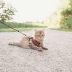 como ensenar a tu gato a comportarse adecuadamente en patios compartidos 1