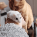 como ensenar a tu gato a convivir con roedores como hamsters 1