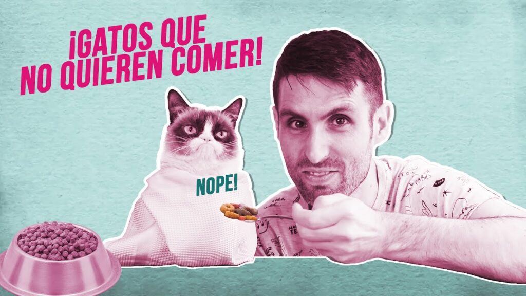 como ensenar a tu gato a esperar pacientemente antes de comer 1