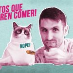 Cómo enseñar a tu gato a esperar pacientemente antes de comer 6 como ensenar a tu gato a esperar pacientemente antes de comer 1