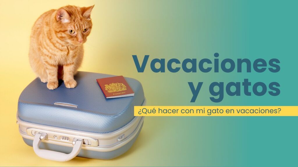 Cómo Enseñar a Tu Gato a Estar Cómodo con las Vacaciones 7 como ensenar a tu gato a estar comodo con las vacaciones