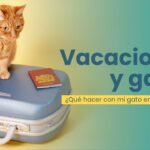 Cómo Enseñar a Tu Gato a Estar Cómodo con las Vacaciones 6 como ensenar a tu gato a estar comodo con las vacaciones