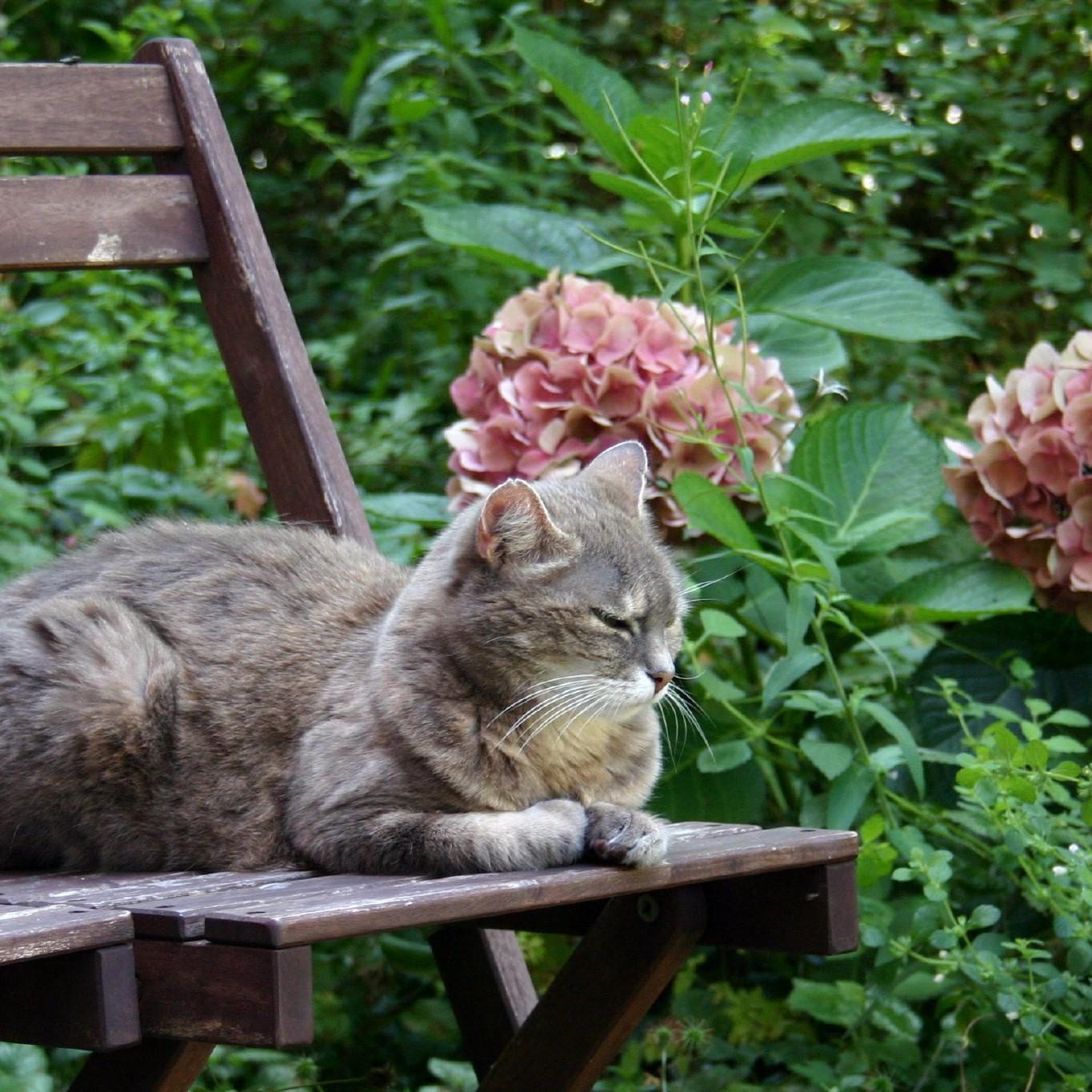Cómo enseñar a tu gato a evitar áreas específicas del jardín