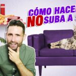 como ensenar a tu gato a evitar las repisas de libros 1