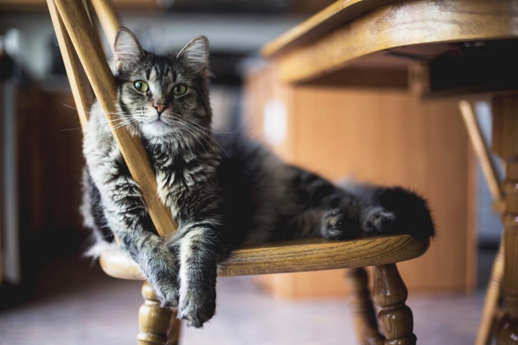 como ensenar a tu gato a evitar muebles especificos en la sala 1