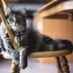 Cómo enseñar a tu gato a evitar muebles específicos en la sala 2 como ensenar a tu gato a evitar muebles especificos en la sala 1