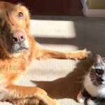 como ensenar a tu gato a interactuar adecuadamente con cachorros de perro 1