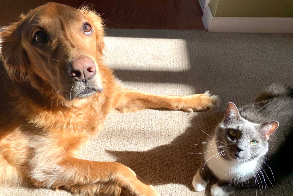 Cómo enseñar a tu gato a interactuar adecuadamente con cachorros de perro 4 como ensenar a tu gato a interactuar adecuadamente con cachorros de perro 1